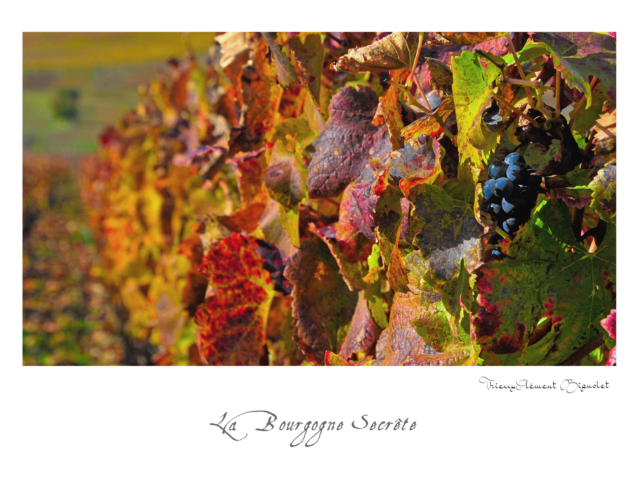 006 BOURGOGNE2016 20481